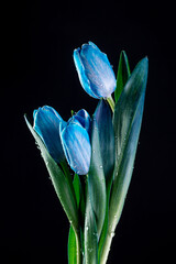 Blue tulip flower on black background with splashes. Water drops isolated on black