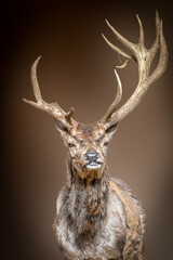 portrait of a stag deer on a brown background