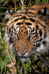 portrait of a tiger walking through the jungle