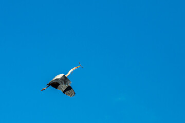 portrait of a flying heron