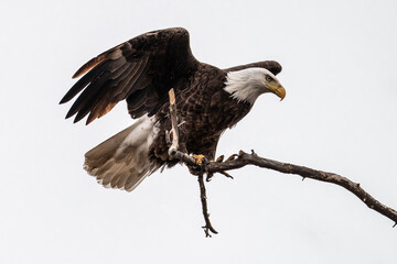 American Bald Eagle