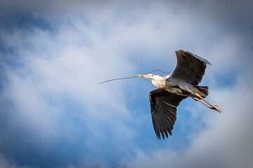 portrait of a flying heron