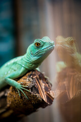 Nice turquoise lizard iguana on branch close up nature photography