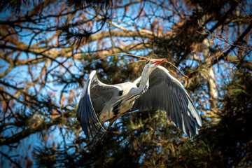 portrait of a flying heron