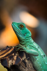 Nice turquoise lizard iguana on branch close up nature photography