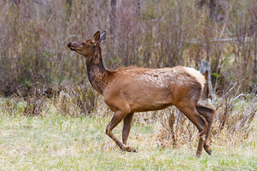 Naklejka na ściany i meble Elk of The Colorado Rocky Mountains. Colorado Wildlife.
