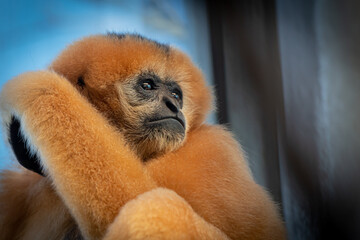 portrait of a a gibbon monkey