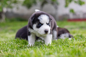 Cute husky puppy is playing on grass. Playful puppy outdoors