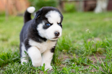 Cute husky puppy is playing on grass. Playful puppy outdoors