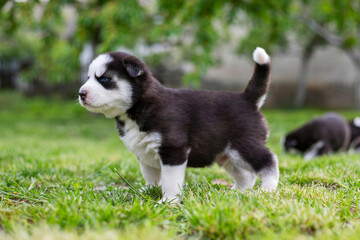 Cute husky puppy is playing on grass. Playful puppy outdoors