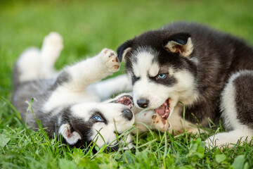 Naklejka na ściany i meble Cute husky puppies are playing together in grass. Playful puppies outdoors
