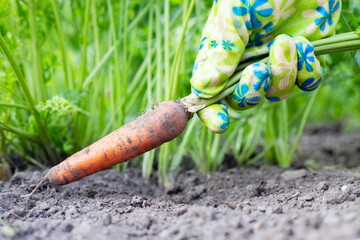 Farmer in the field picking carrots, organic vegetable garden, autumn harvest. Agriculture concept, gardening, growing vegetables
