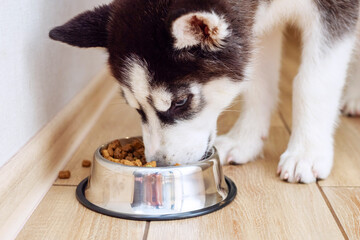 Adorable husky puppy eating from feeding bowl indoors. Hungry puppy feeds at home
