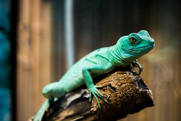 Nice turquoise lizard iguana on branch close up nature photography