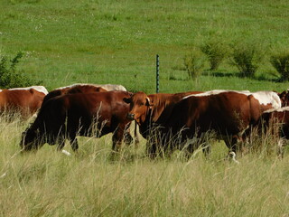 cows on the meadow