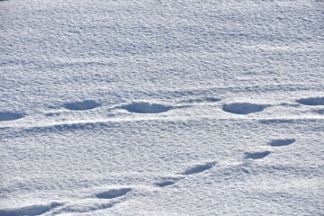 пасхальная весенняя композиция из солнышка и яйцо и вербы