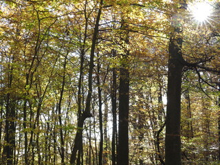 Obraz premium Herbstlich
