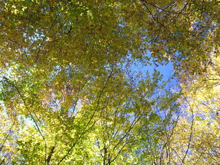 Fototapeta premium Herbstlich