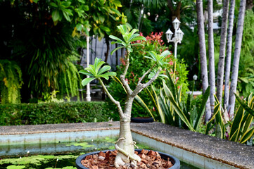 Closeup of Adenium obesum tree or as Desert Rose in the pot placed in the park with natural background in the garden at Thailand. 