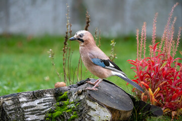 Singvögel im herbstlichen Garten