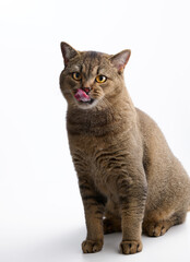 an adult young cat Scottish straight sits on a white background and licks his lips after eating. Animal looking at the camera