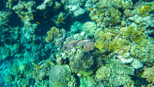 Porges Fish รูปภาพPorcupinefish – เลือกดูภาพถ่ายสต็อก เวกเตอร์ และวิดีโอ2,430 ...