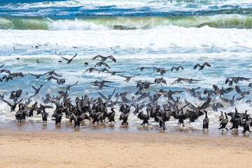 Namibia, thousands of cormorants on the shore, Skeleton coast