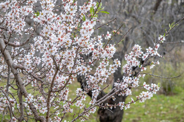 Fruit tree blossom on spring day. Pastel tones. Almond blooming white flowers in garden. Blossoming branches welcome spring. Copy space. Nature floral background. Bitter almond tree. Romantic flowers