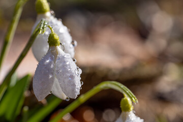Tender spring flowers snowdrops harbingers with water drops. White blooming snowdrop folded Galanthus plicatus close up, macro photo Spring sunny day in the forest