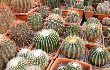 Obraz premium Cactus in pots in a greenhouse