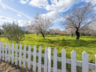Obraz premium Beautiful blooming almond trees in garden behind fence in spring time on sunny day. Fruit tree blooming in orchard against blue sky. Idyllic Easter landscape photo backdrop in Datca, Mugla, Turkey