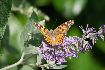 A close-up of a painted lady butterfly on a buddleia bush