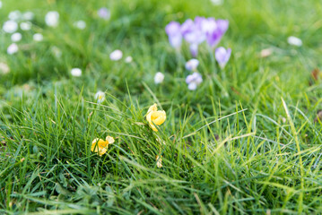 purple spring crocus blooming on grass in earlz spring