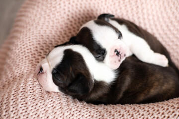 Cute Boston Terrier puppies sleep on a pink knitted blanket. Wonderful pets. Tender emotion. Dog