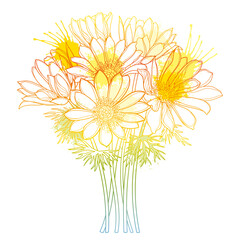 Bouquet with outline Adonis vernalis or spring Pheasant's eye flower and leaves in yellow isolated on white background. - obrazy, fototapety, plakaty