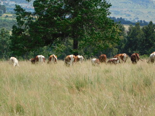 Rear view photo of a herd of brown cows with white patches grazing in front of large bright green leafy Pine trees. Cattle Farm in Gauteng, South Africa