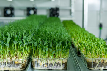 Growing seeds in a greenhouse. Micro-greenery farm. Production of environmentally friendly vitamin nutrition, blurred focus