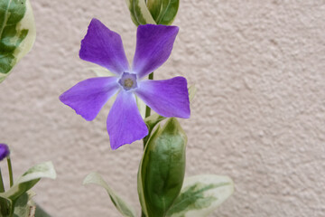 Belle fleur bleue violacée de pervenche - France