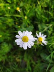 Obraz premium white daisy flower