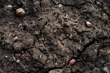 soil with stiones and seeds