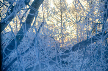 First in the morning of midwinter