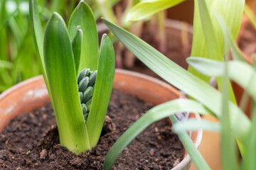 Obraz premium hyacinth purple flowers in the garden