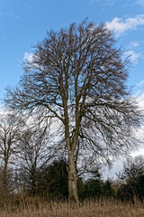 Hêtre commun sans feuille en hiver - France