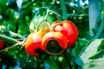 Blossom end rot in tomatoes, plant disease, abnormalities in tomatoes