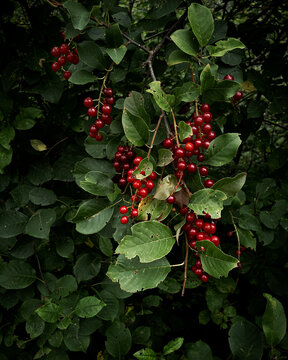 Prunus Virginiana