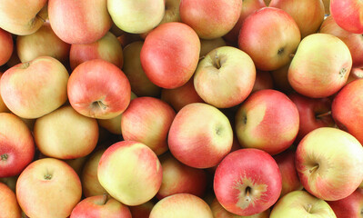 Background full of colorful apples. Organic fruit texture