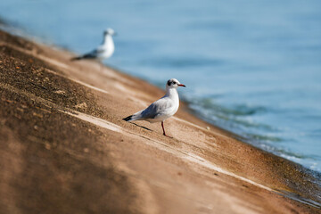 Black-headed gull (Chroicocephalus ridibundus) a white-gray water bird in a resting form, sitting on the shore of a lake.