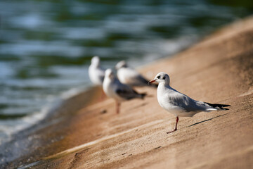 Black-headed gull (Chroicocephalus ridibundus) a white-gray water bird in a resting form, sitting on the shore of a lake.