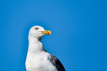 European herring gull (Larus argentatus) large water bird with white plumage and large yellow beak sitting, portrait against a blue sky, sunny day.