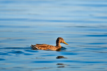 Mallard (Anas platyrhynchos) a large water bird, a female with brown plumage swims in the calm water of the lake.